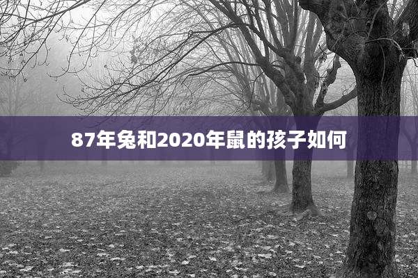 87年兔和2020年鼠的孩子如何