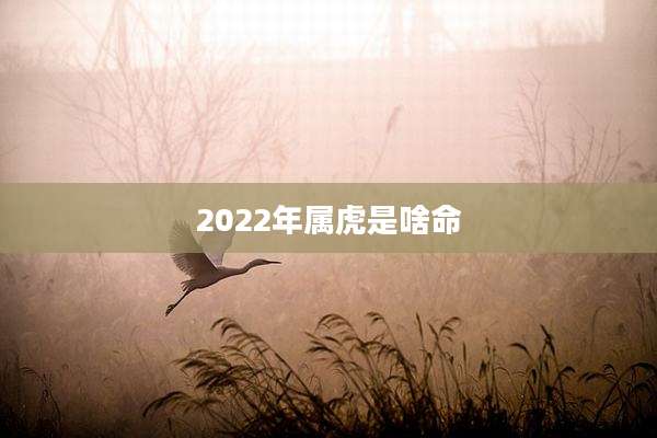 2022年属虎是啥命
