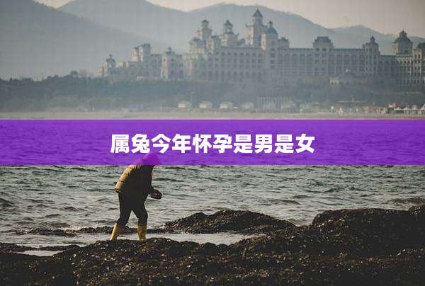 属兔今年怀孕是男是女