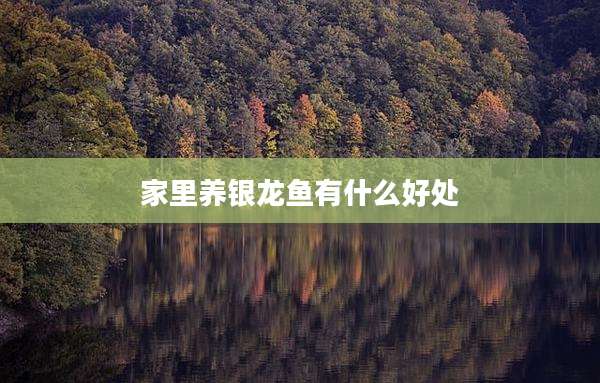 家里养银龙鱼有什么好处
