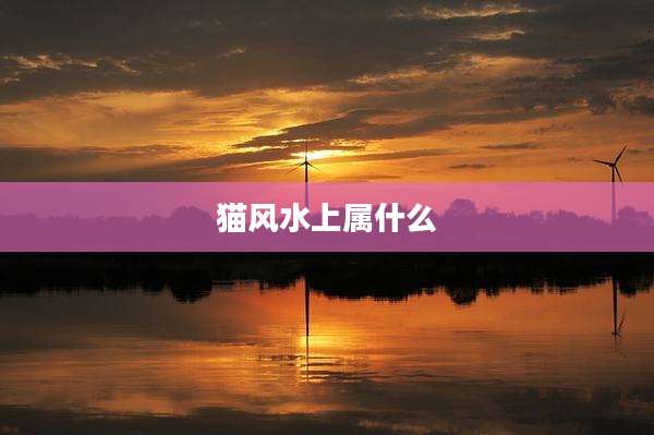猫风水上属什么