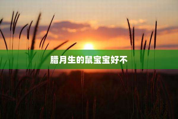 腊月生的鼠宝宝好不