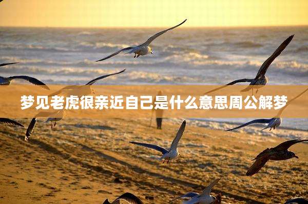 梦见老虎很亲近自己是什么意思周公解梦