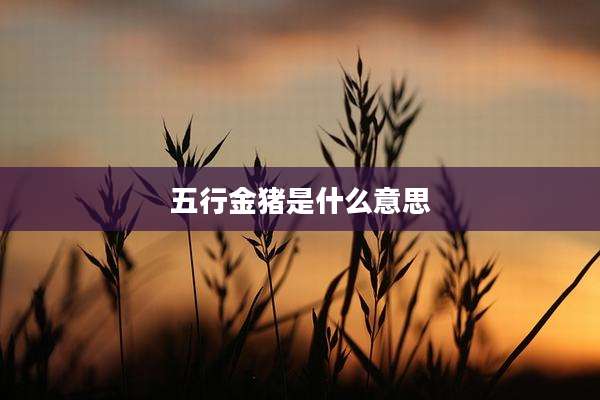 五行金猪是什么意思