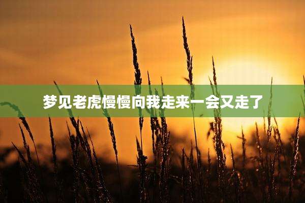 梦见老虎慢慢向我走来一会又走了