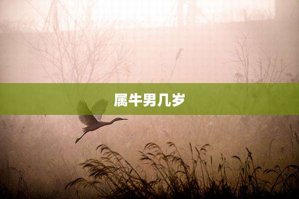 属牛男几岁