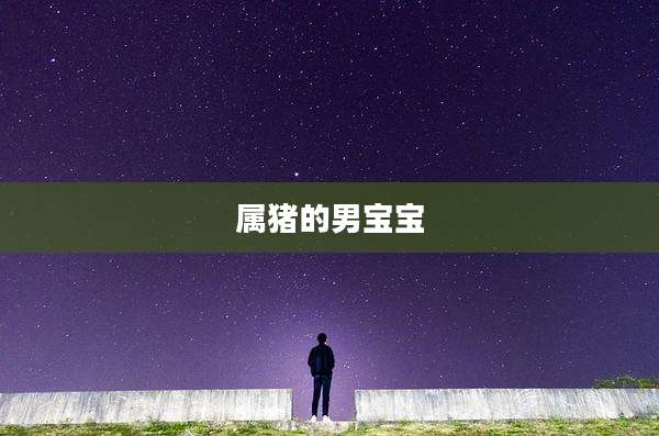 属猪的男宝宝