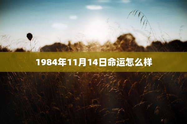 1984年11月14日命运怎么样