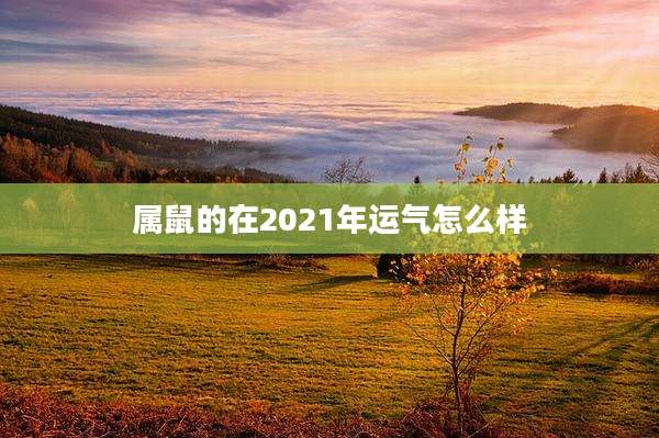属鼠的在2021年运气怎么样