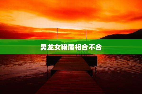 男龙女猪属相合不合