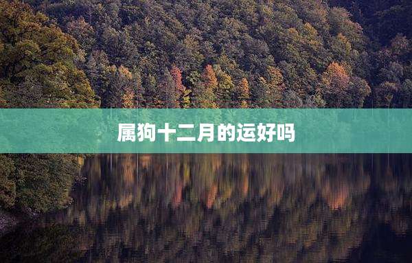 属狗十二月的运好吗