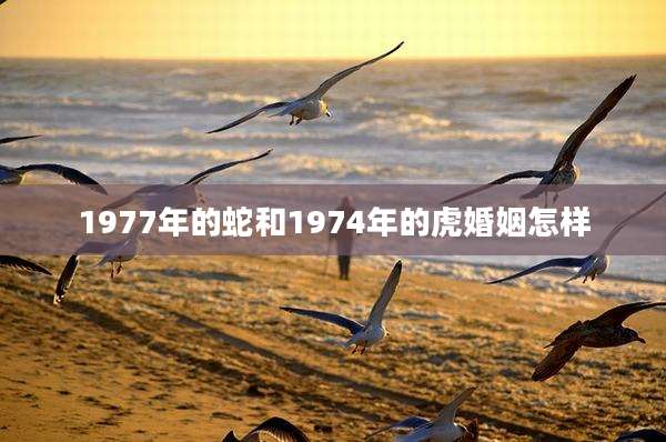 1977年的蛇和1974年的虎婚姻怎样