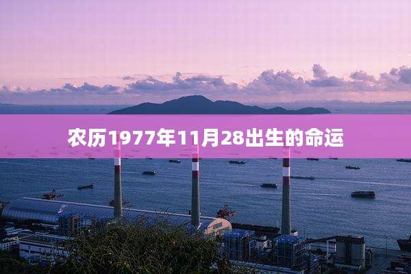 农历1977年11月28出生的命运