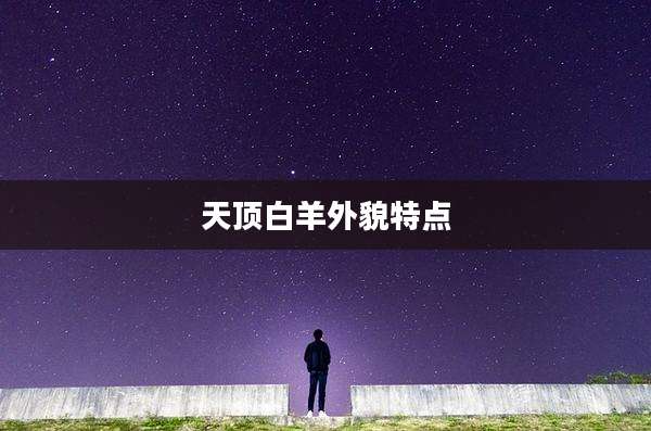 天顶白羊外貌特点