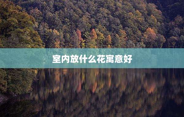室内放什么花寓意好