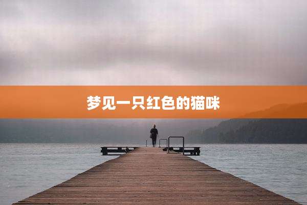 梦见一只红色的猫咪