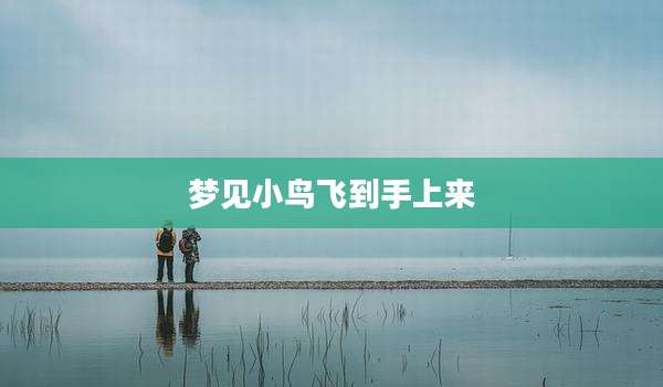 梦见小鸟飞到手上来