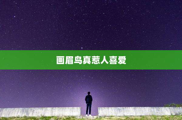 画眉鸟真惹人喜爱