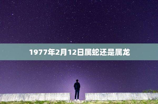 1977年2月12日属蛇还是属龙
