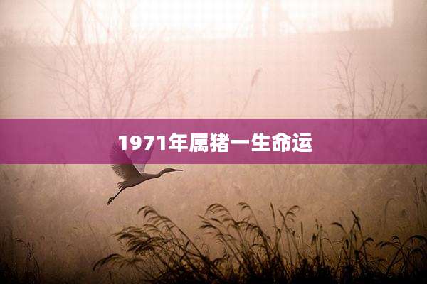 1971年属猪一生命运