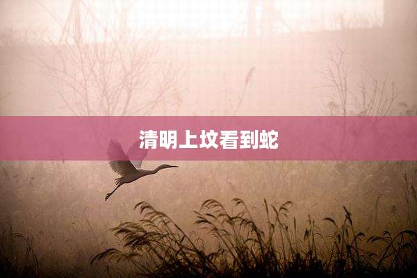 清明上坟看到蛇