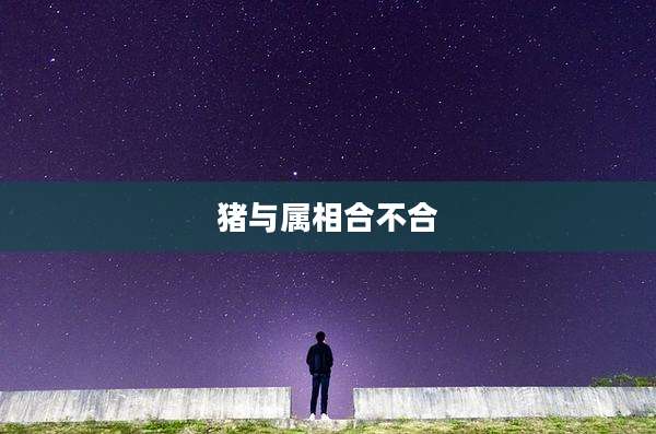 猪与属相合不合