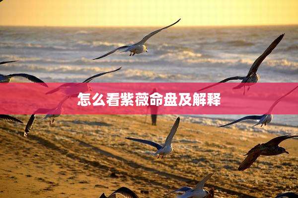 怎么看紫薇命盘及解释