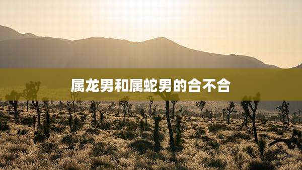属龙男和属蛇男的合不合