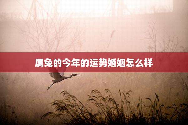属兔的今年的运势婚姻怎么样
