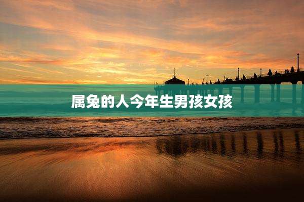 属兔的人今年生男孩女孩