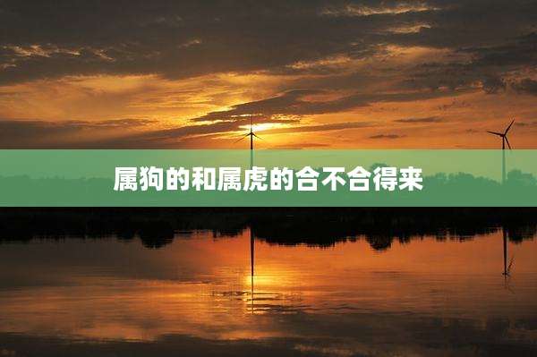 属狗的和属虎的合不合得来