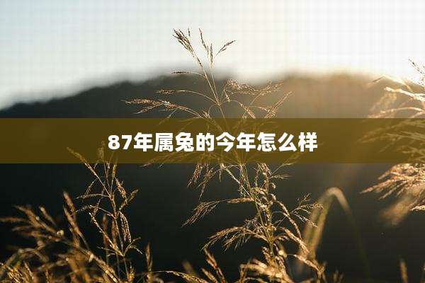 87年属兔的今年怎么样