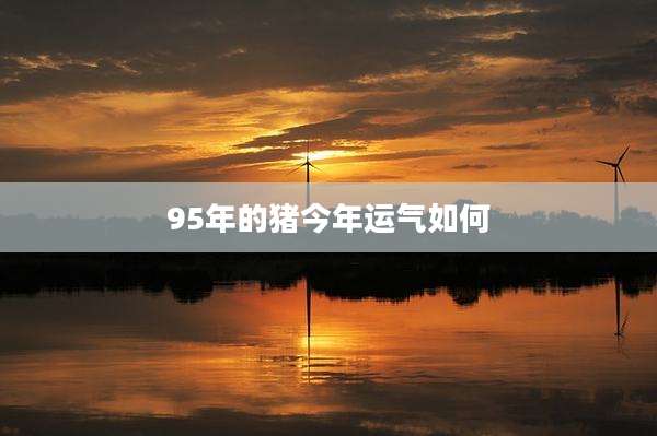 95年的猪今年运气如何