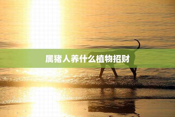属猪人养什么植物招财