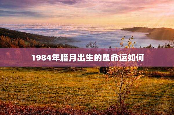1984年腊月出生的鼠命运如何