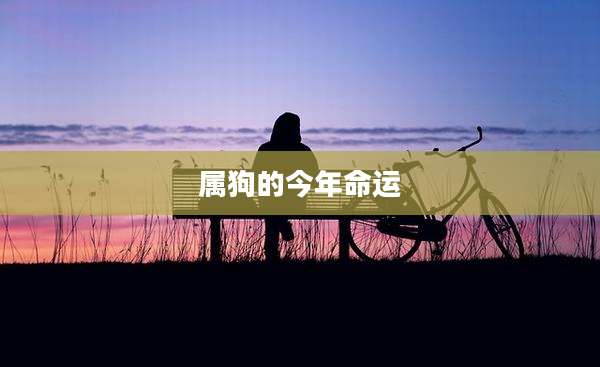 属狗的今年命运