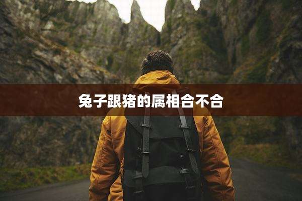 兔子跟猪的属相合不合