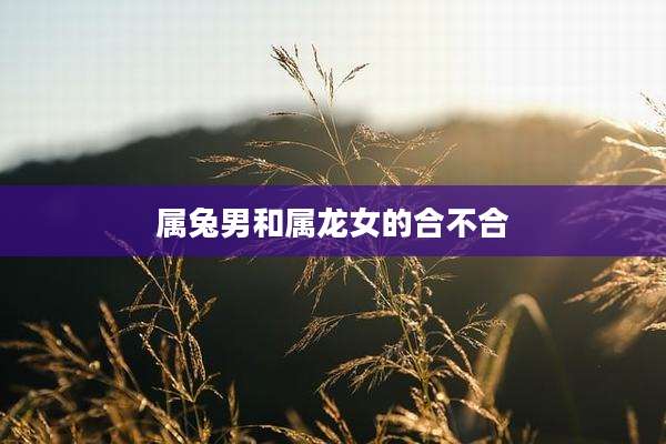 属兔男和属龙女的合不合