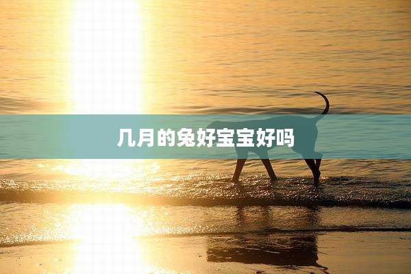 几月的兔好宝宝好吗
