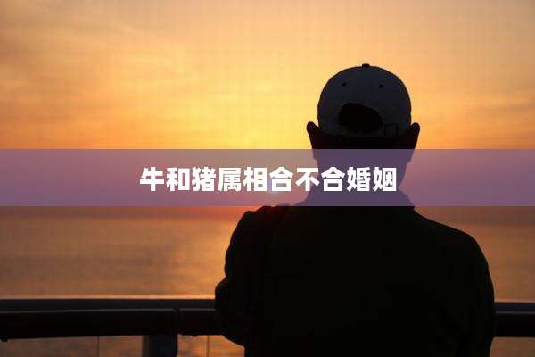 牛和猪属相合不合婚姻
