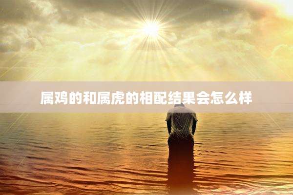 属鸡的和属虎的相配结果会怎么样