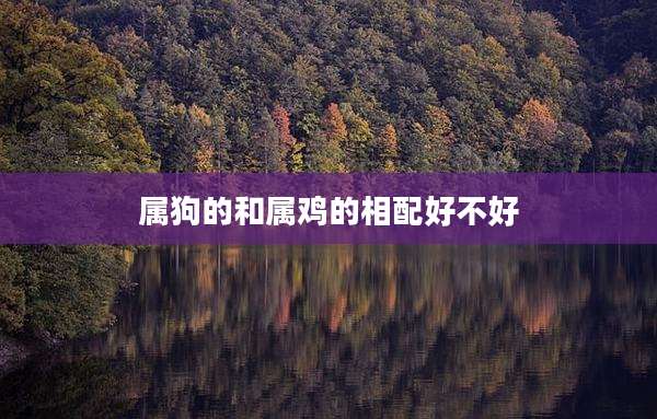 属狗的和属鸡的相配好不好