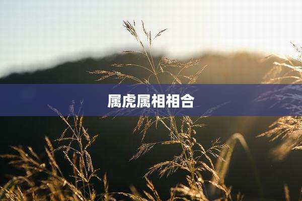 属虎属相相合