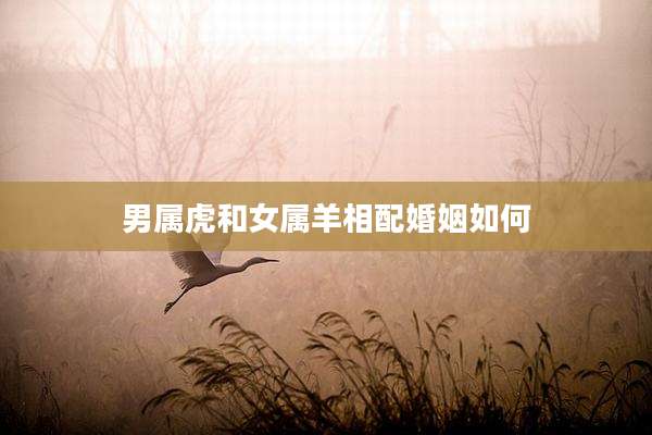 男属虎和女属羊相配婚姻如何