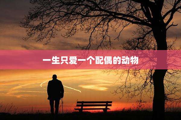 一生只爱一个配偶的动物