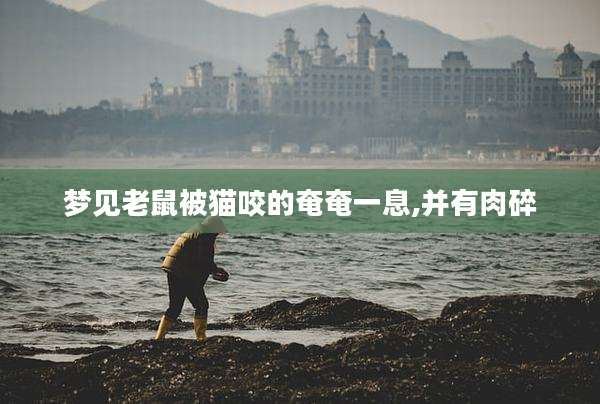 梦见老鼠被猫咬的奄奄一息,并有肉碎