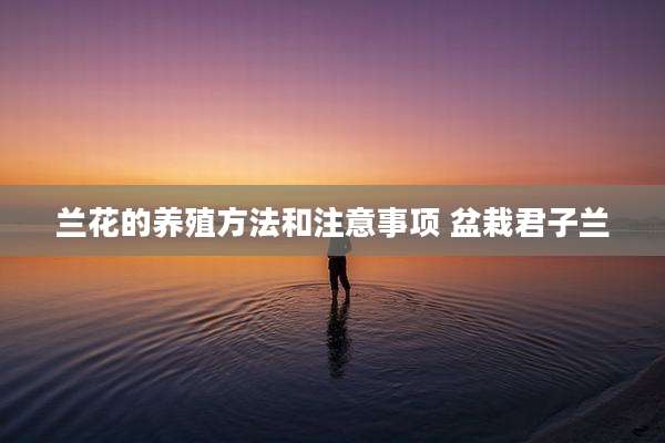 兰花的养殖方法和注意事项 盆栽君子兰