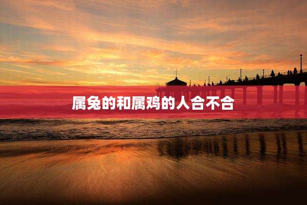 属兔的和属鸡的人合不合
