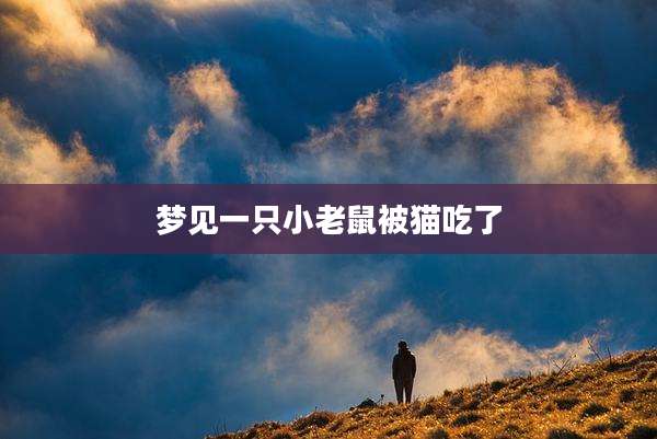 梦见一只小老鼠被猫吃了