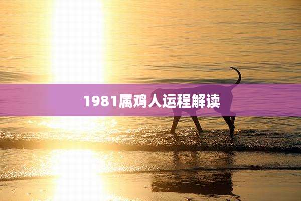 1981属鸡人运程解读